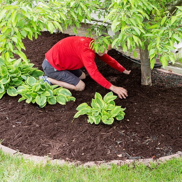 mulch installation can help improve the health of your garden's soil by adding organic matter and regulating temperature